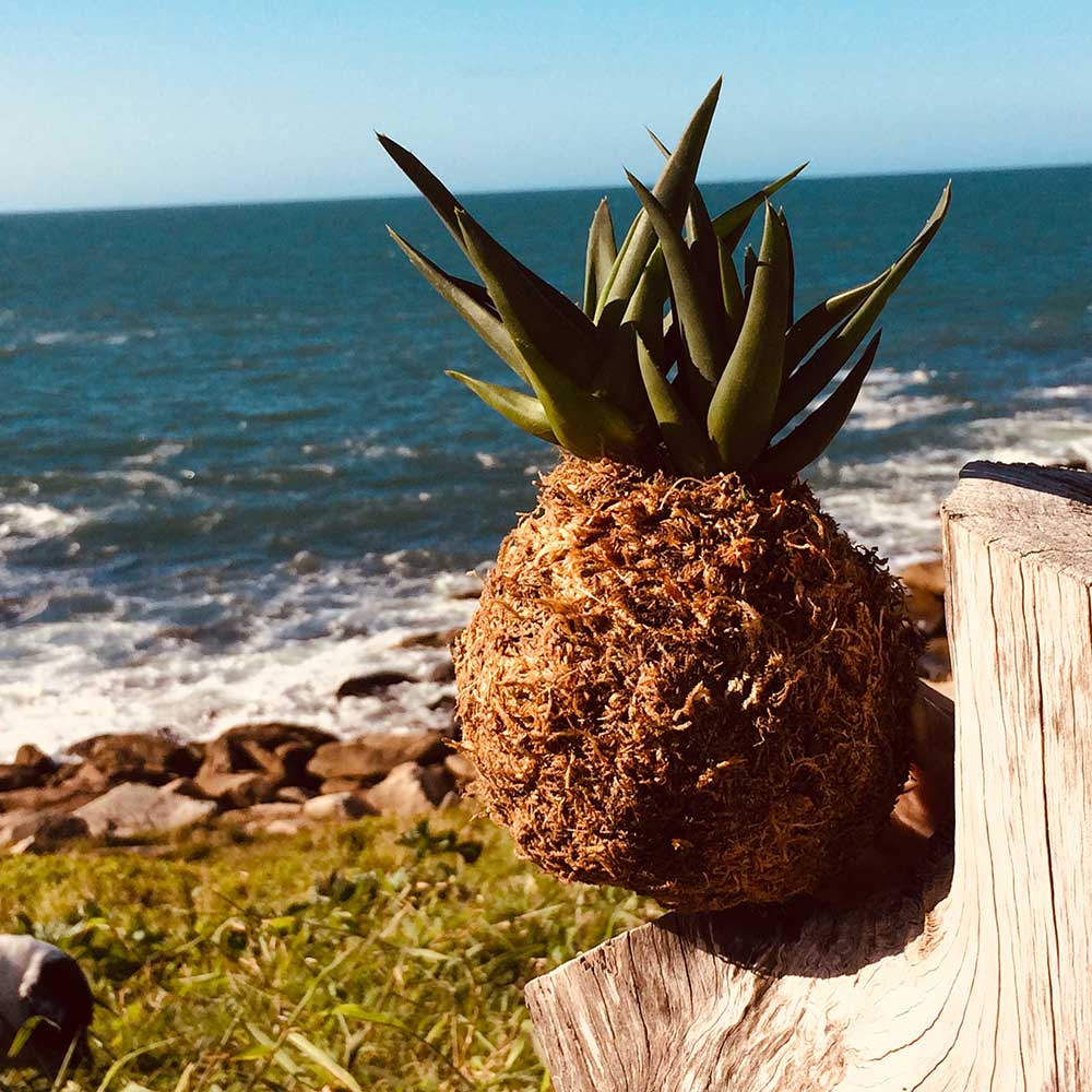 decoração kokedamas