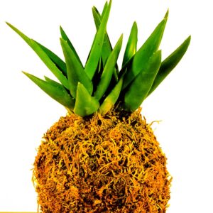 kokedamas